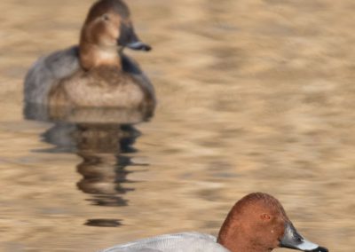 Fuligules milouins