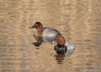 Couple de fuligules milouins