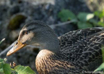 Canard colvert femelle