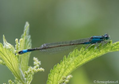 Agrion