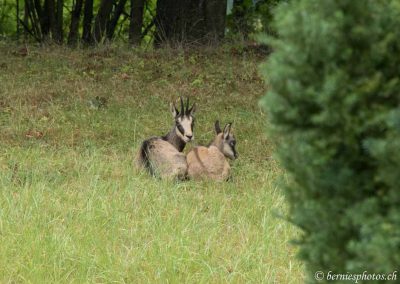 Chamois au repos