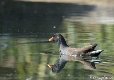 Gallinule poule-d'eau