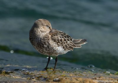Petite sieste au bord de l'eau
