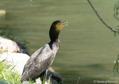 Grand cormoran