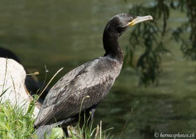 Grand cormoran au bord du canal