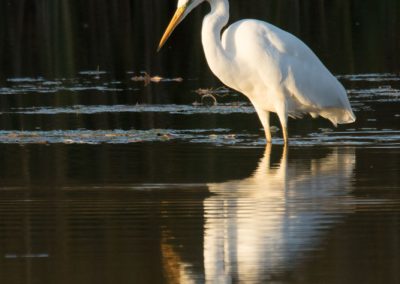 Grande aigrette au soleil du soir