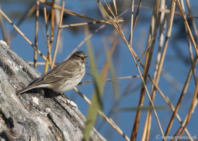 Pipit spioncelle