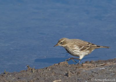Pipit spioncelle
