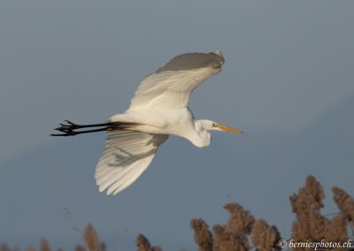 Grande aigrette en vol