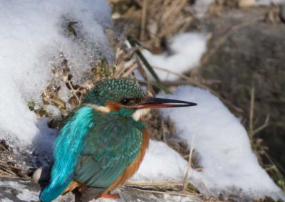 Martin pêcheur femelle endurant l'hiver