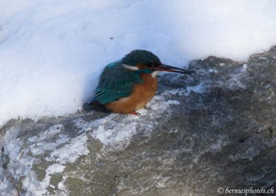 Martin pêcheur endurant l'hiver