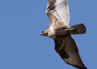 Buse variable