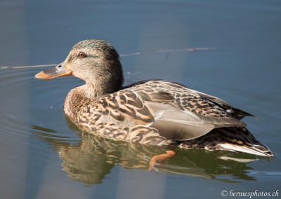 Canard colvert femelle