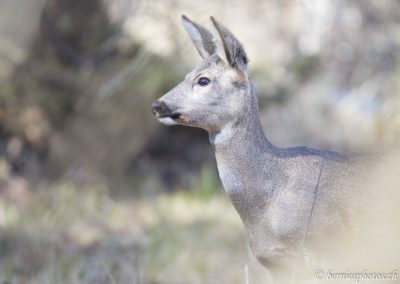 Chevreuil de profil