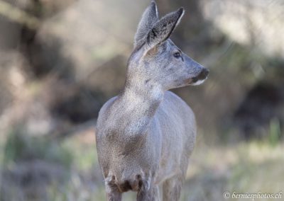 Chevreuil au profil égyptien