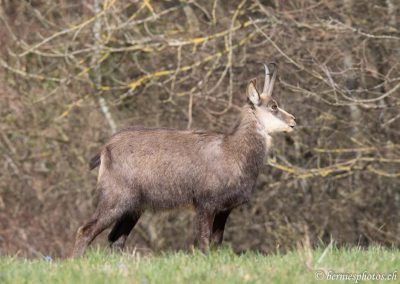 Chamois