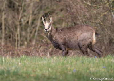 Chamois pâturant