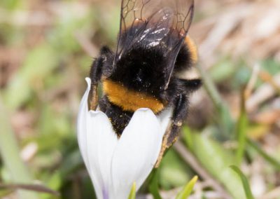 Bourdon butinant un crocus