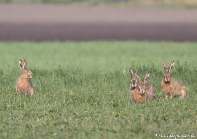 Quatre lièvres posent pour la photo