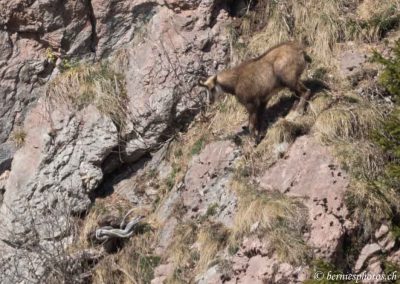 Chamois dans la falaise