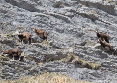 Chamois dans la falaise