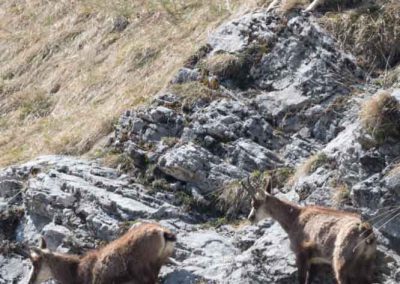 Chamois