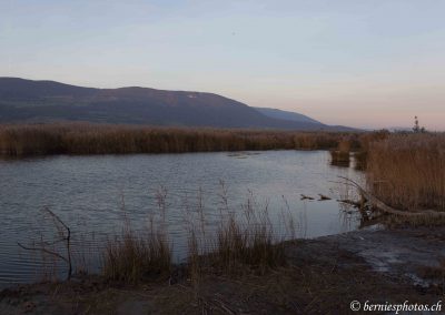 Fin de jour sur la Grande Cariçaie à Champ-Pittet