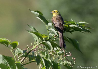 Bruant jaune