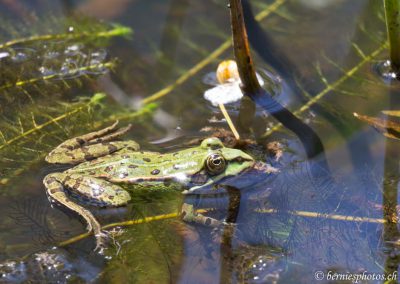 Grenouille verte