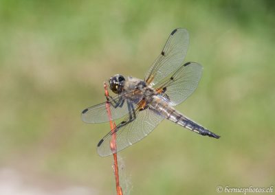 Libellule à quatre taches