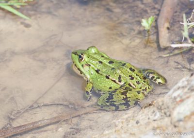 Grenouille verte
