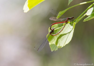 Accouplement de nymphes au corps de feu