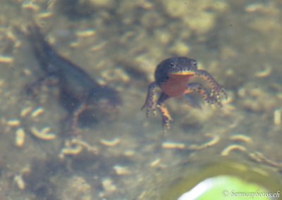 Tritons alpestres