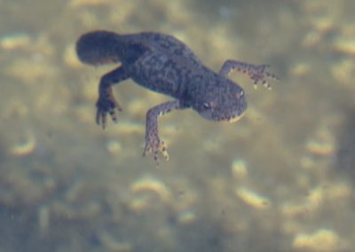 Triton alpestre