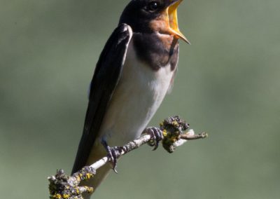 J'ai faim!!!