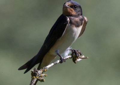Hirondelle rustique juvénile