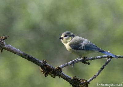 Mésange bleue juvénile