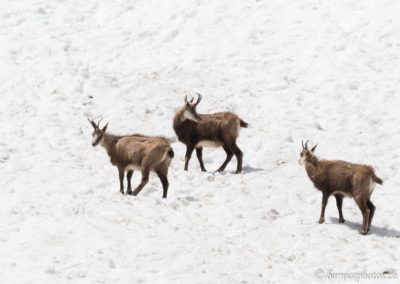Chamois sur le névé