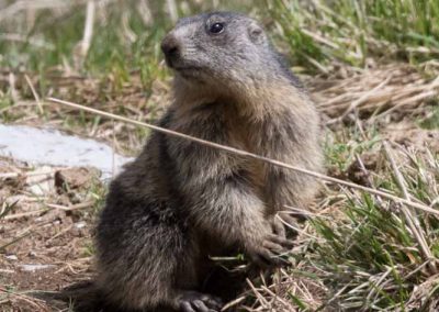 Marmotte