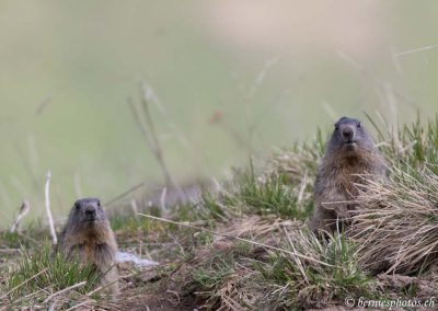 Les marmottes Dupont et Dupond