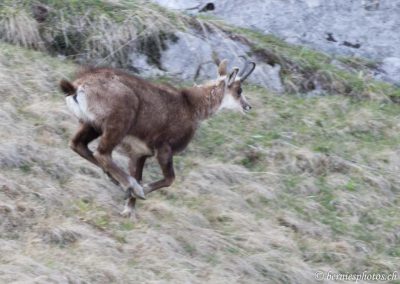 Chamois dévalant la pente