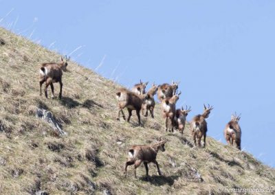 Groupe de chamois en fuite