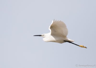 Aigrette garzette