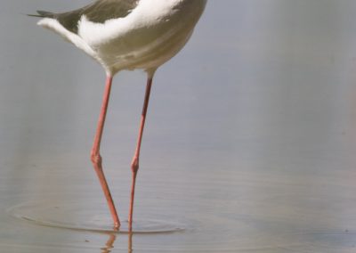 Echasse blanche