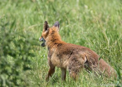 Goupil à la chasse