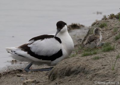 Avocette élégante et son poussin