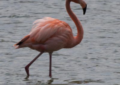 Flamant des Caraïbes (échappé d'un zoo?)