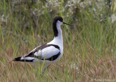 Avocette élégante