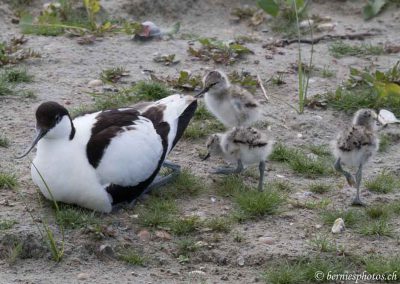 Avocette et ses trois poussins