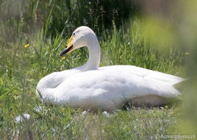 Cygne chanteur